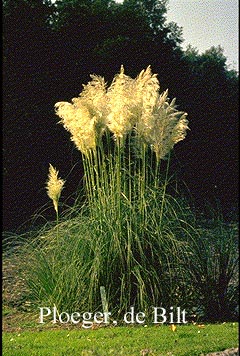 Cortaderia selloana