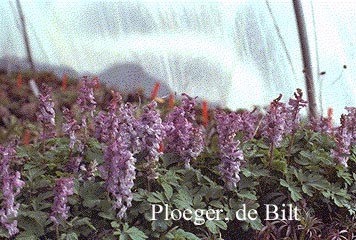 Corydalis solida