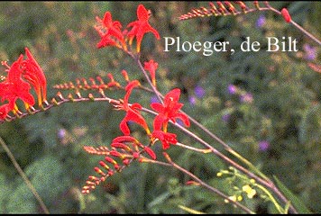 Crocosmia 'Lucifer'