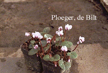 Cyclamen coum