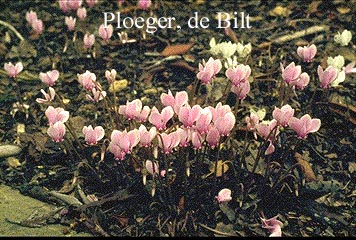 Cyclamen hederifolium