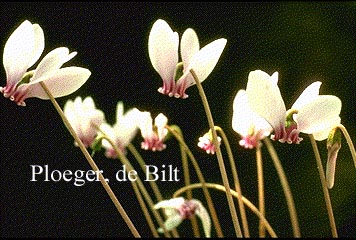 Cyclamen hederifolium 'Album'