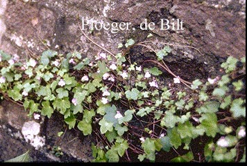 Cymbalaria muralis