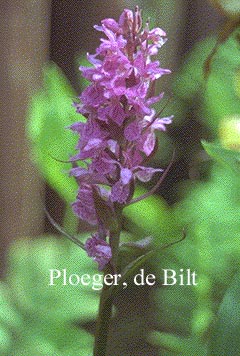 Dactylorhiza majalis praetermissa