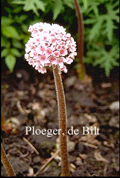 Darmera peltata