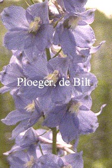 Delphinium 'Berghimmel'