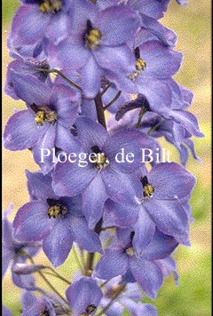 Delphinium 'Finsteraarhorn'