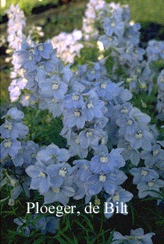 Delphinium 'Cliveden Beauty' (71593)