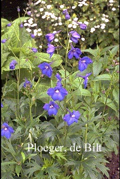 Delphinium 'Piccolo'