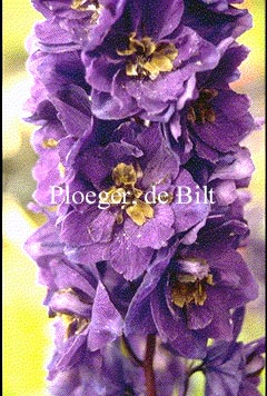 Delphinium 'Black Knight'