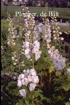 Delphinium 'Galahad'