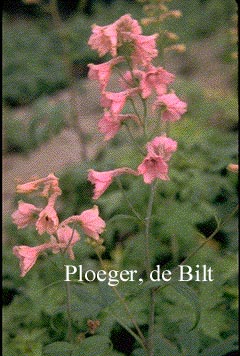 Delphinium ruysii 'Pink Sensation'