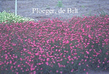 Dianthus deltoides 'Flashing Light'