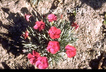 Dianthus gratianopolitanus 'Badenia'