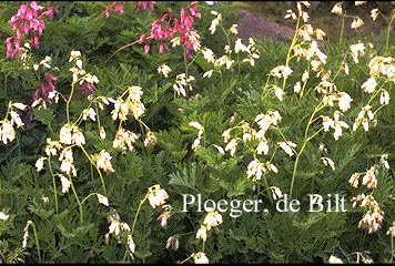 Dicentra eximia 'Alba'