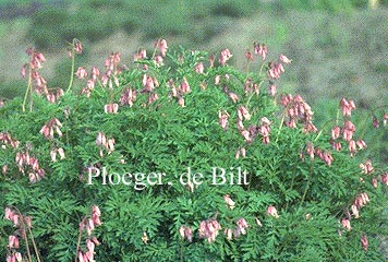 Dicentra formosa