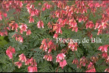 Dicentra formosa 'Luxuriant'