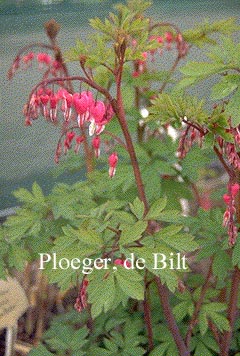 Dicentra spectabilis