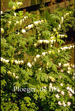 Dicentra spectabilis 'Alba'