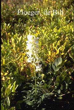 Dictamnus albus 'Albiflorus'