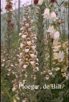 Digitalis lanata