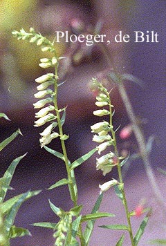 Digitalis lutea