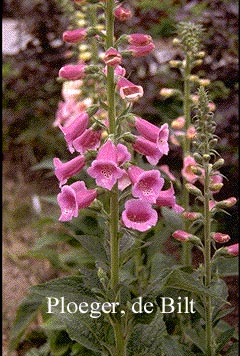 Digitalis purpurea