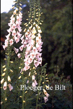 Digitalis purpurea 'Alba'