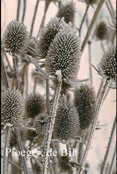 Dipsacus fullonum