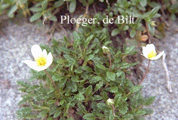 Dryas sündermannii