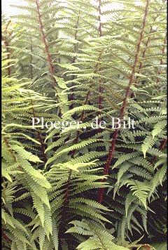 Dryopteris affinis