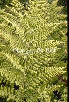 Dryopteris dilatata