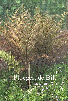 Dryopteris erythrosora