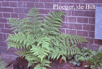 Dryopteris filix-mas