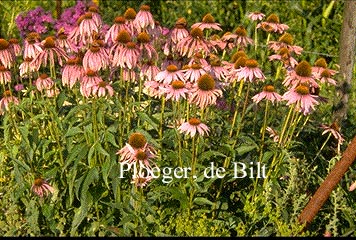 Echinacea purpurea