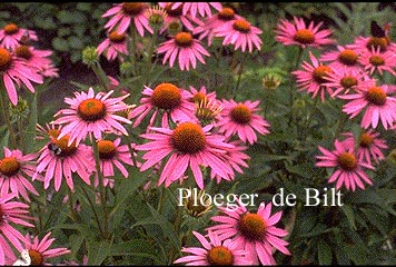 Echinacea purpurea 'Magnus'