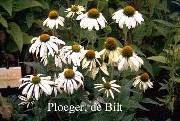 Echinacea purpurea 'White Swan'