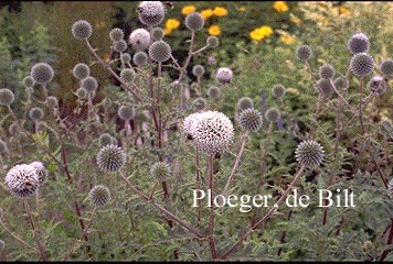 Echinops gmelinii (71681)