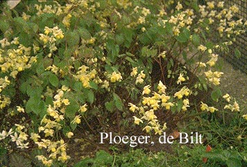 Epimedium versicolor 'Sulphureum'