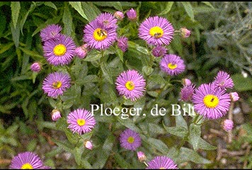 Erigeron 'Dunkelste Aller'