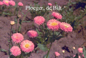 Erigeron 'Foerster's Liebling'