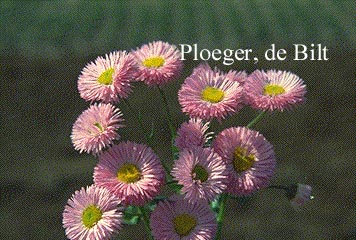 Erigeron 'Rosa Juwel'