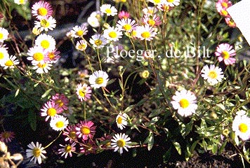 Erigeron karvinskianus