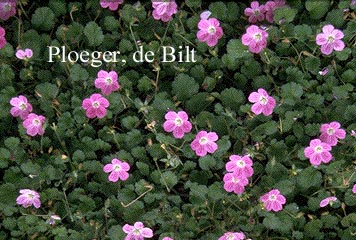 Erodium variabile 'Bishop's Form'