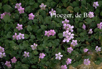 Erodium variabile 'Roseum'