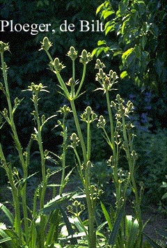 Eryngium agavifolium