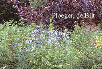 Eryngium alpinum