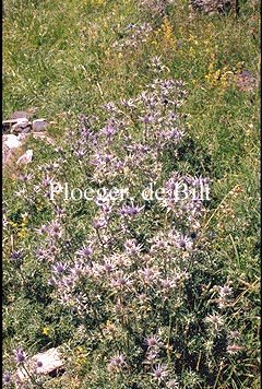 Eryngium bourgatii