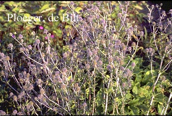 Eryngium planum