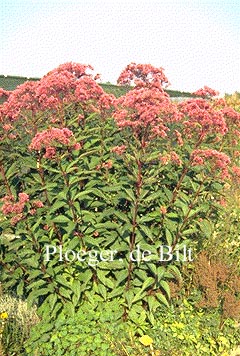 Eupatorium maculatum 'Atropurpureum'